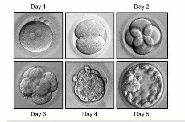 为什么第五天评分为3BB的优胚养囊会养死？