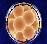 广州第三代供卵试管医院条件与地中海贫血预防指南