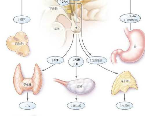 试管婴儿前期检查与成功率分析