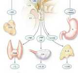 试管婴儿前期检查与成功率分析